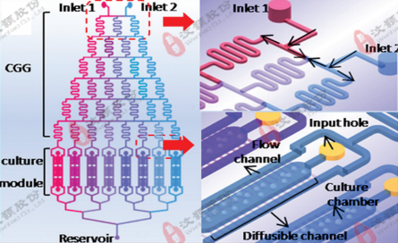 微流控濃度梯度芯片在化學因子毒性評價領域應用