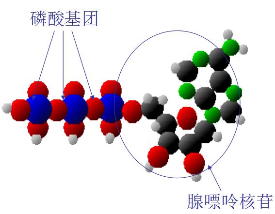 ATP熒光檢測儀原理及應用 ATP熒光檢測儀原理及應用