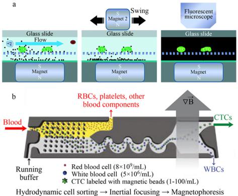  (a)尺寸過(guò)濾+免疫磁力分選[50]和(b)確定性側(cè)向偏移+慣性+磁性分選多級(jí)分選結(jié)構(gòu)