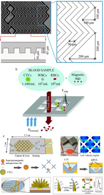 CTCs親和分選裝置(a)魚(yú)骨結(jié)構(gòu)微漩渦發(fā)生器、(b)抗體標(biāo)記的磁性粒子捕獲CTCs及(c)速度谷分選芯片、電化學(xué)裂解電極、納米結(jié)構(gòu)傳感器的示意圖
