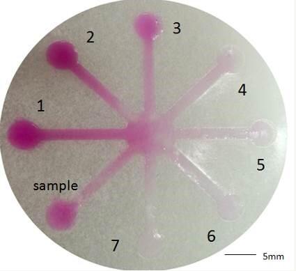 基于微流控技術(shù)的紙芯片用于亞硝酸鹽檢測(cè) 基于微流控技術(shù)的紙芯片用于亞硝酸鹽檢測(cè)