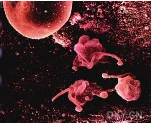 用于組織細(xì)胞培養(yǎng)的常規(guī)實(shí)驗(yàn)室設(shè)備 用于組織細(xì)胞培養(yǎng)的常規(guī)實(shí)驗(yàn)室設(shè)備