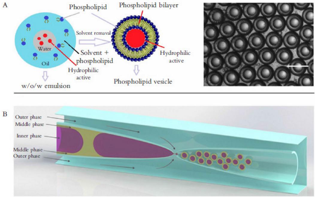 圖 3 液滴微流控應(yīng)用于藥物遞送與釋放 圖 3 液滴微流控應(yīng)用于藥物遞送與釋放