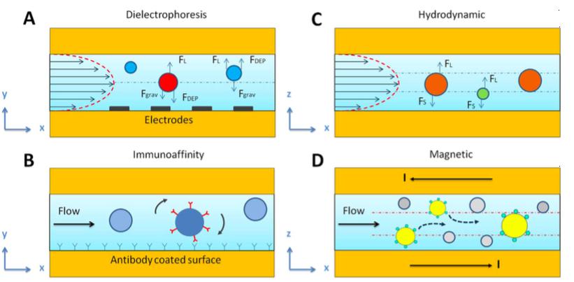 基于內(nèi)部和外部的不同特征，使用微流體技術(shù)分離不同的EV群體