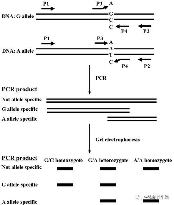 ARMS PCR原理，簡單省錢的方法設計設計一套引物，分為inside和outside，突變的位點無法配對擴增，通過凝膠電泳區(qū)分PCR產品大小來做點突變判斷。