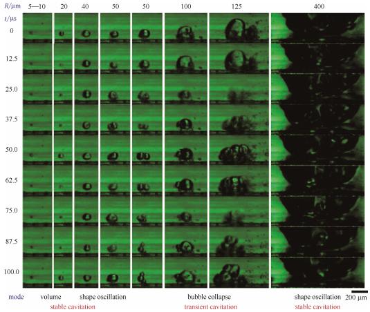 圖5微通道中不同半徑氣泡的微觀空化行為（每列的9張連續(xù)圖片選自于拍攝幀速80000幀/秒、曝光12μs的視頻。圖片的時(shí)間間隔為12.5μs。圖片底部標(biāo)出了不同半徑氣泡的振蕩模式）