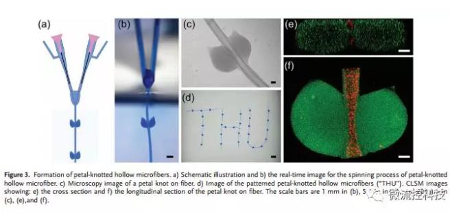 微流控免油紡絲法制備具有不同結(jié)點(diǎn)和可灌注通道的仿項鏈微纖維 微流控免油紡絲法制備具有不同結(jié)點(diǎn)和可灌注通道的仿項鏈微纖維