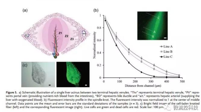 微流控免油紡絲法制備具有不同結(jié)點(diǎn)和可灌注通道的仿項鏈微纖維 微流控免油紡絲法制備具有不同結(jié)點(diǎn)和可灌注通道的仿項鏈微纖維