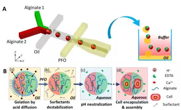 圖1 微流控液滴技術(shù)制備可控微觀結(jié)構(gòu)的多瓣微凝膠。