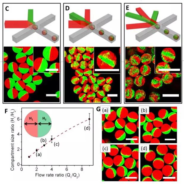 圖1 微流控液滴技術(shù)制備可控微觀結(jié)構(gòu)的多瓣微凝膠。
