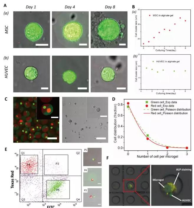 圖2 以多瓣結(jié)構(gòu)微凝膠為三維基質(zhì)實現(xiàn)不同種類單個細(xì)胞的組裝和共培養(yǎng)。