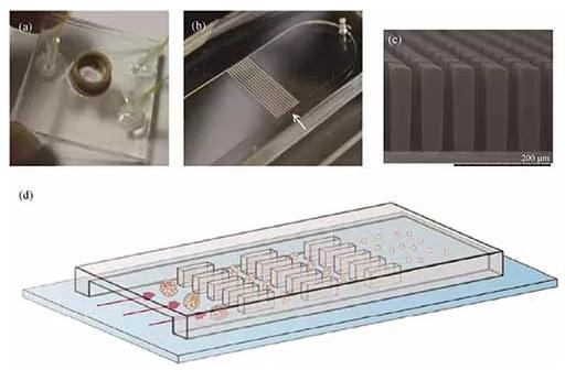 基于微流控芯片的生物組織解離方法 基于微流控芯片的生物組織解離方法
