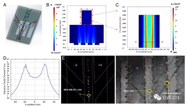 圖4. 無標記物分類分離細胞功能A)微流控芯片示意圖；B)微流控管道內(nèi)電勢分布計算圖；C)電勢分布局部放大；D)橫截面電勢分布圖；E)顯微照相圖