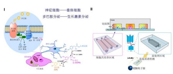 微流控細胞培養(yǎng)芯片