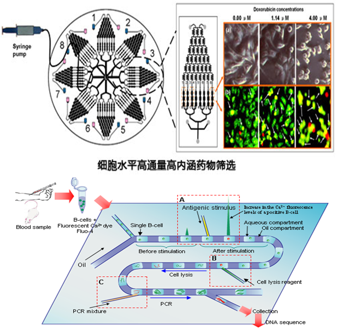 微流控生物芯片在疾病診斷和藥物研究的應(yīng)用 微流控生物芯片在疾病診斷和藥物研究的應(yīng)用