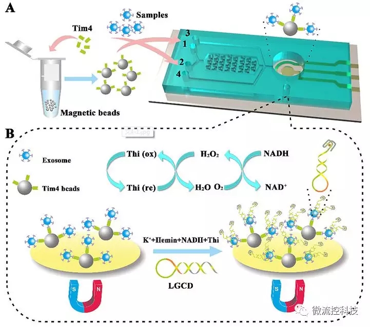 圖1.（A）ExoPCD-chip示意圖；（B）ITO表面電傳感示意圖