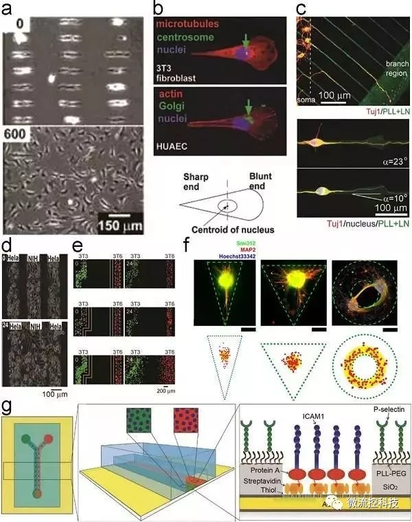 Figure 2.細(xì)胞粘附和遷移的幾何約束和動(dòng)態(tài)控制。
