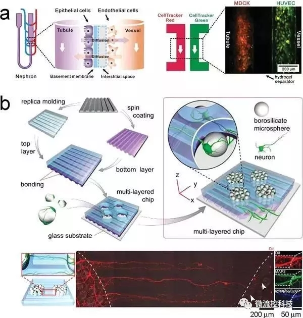 圖6.利用微流控芯片通過“一步法”合成組織。