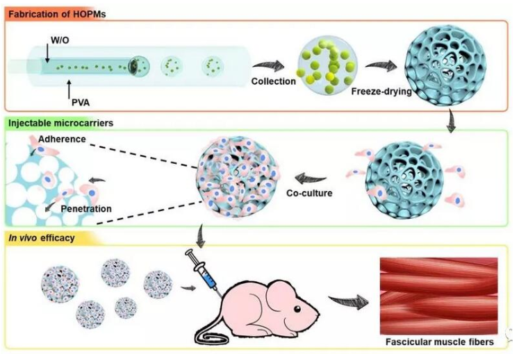 利用微流控技術(shù)制備高度貫通多孔微載體 利用微流控技術(shù)制備高度貫通多孔微載體