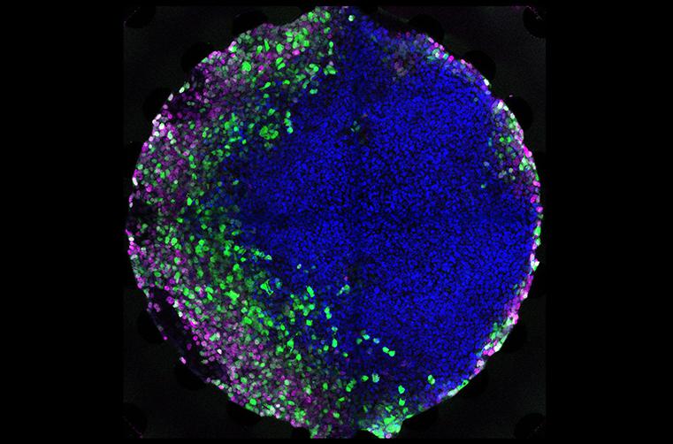 在微流控芯片上培養(yǎng)胚胎干細胞 在微流控芯片上培養(yǎng)胚胎干細胞