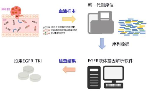 EGFR套件的使用示意圖 EGFR套件的使用示意圖