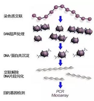 ChIP-seq技術(shù)簡介 ChIP-seq技術(shù)簡介