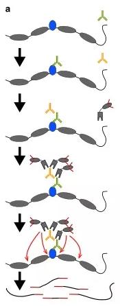 CUT-Tag技術(shù) CUT-Tag技術(shù)