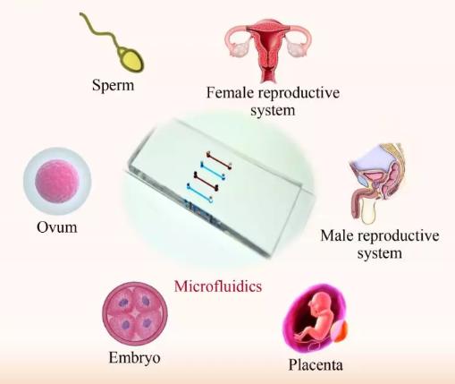 微流控芯片技術(shù)在生殖研究中的進(jìn)展 微流控芯片技術(shù)在生殖研究中的進(jìn)展