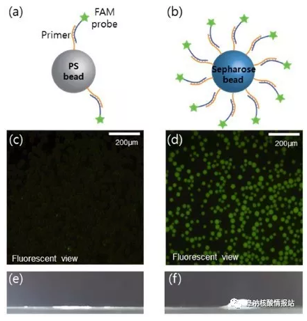 圖3  驗證引物分別固定在聚苯乙烯微珠和瓊脂糖微珠上