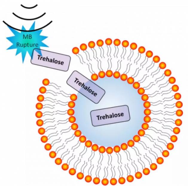 超聲誘導(dǎo)微泡破裂導(dǎo)致細(xì)胞膜短暫穿孔的圖示 超聲誘導(dǎo)微泡破裂導(dǎo)致細(xì)胞膜短暫穿孔的圖示