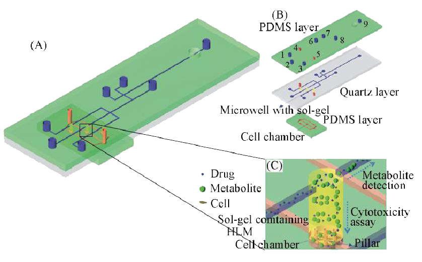 微流控芯片在分子細(xì)胞水平化學(xué)研究 微流控芯片在分子細(xì)胞水平化學(xué)研究